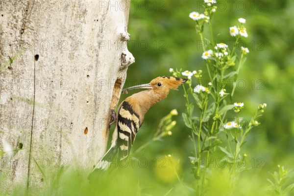 Hoopoe (Upupa epops) Hungary