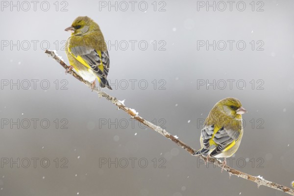 Greenfinch (Carduelis chöloris) Germany