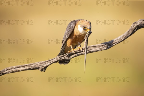 Red-footed falcon (Falco vespertinus) female, with captured lizard, Hungary, Europe