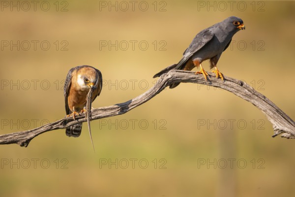 Red-footed falcon (Falco vesperetinus) Male handing over a captured lizard to female, Hungary, Europe