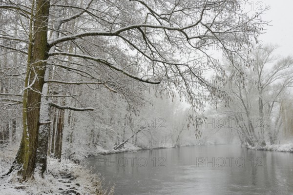 Winter landscape by a river, willows (Salix) and alders (Alnus) on the bank in dense snowfall, North Rhine-Westphalia, Germany, Europe