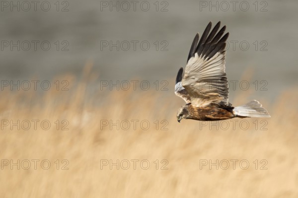 Western Marsh Harrier (Circus aeruginosus) male flying, Netherlands