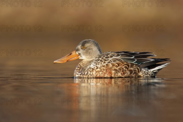 Northern Shoveler (Spatula clypeata) female, British Columbia, Canada, North America