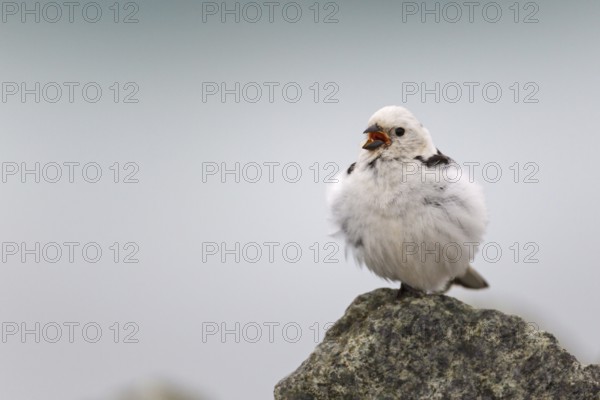 Snow Bunting (Plectrophenax nivalis) male, Iceland, Europe