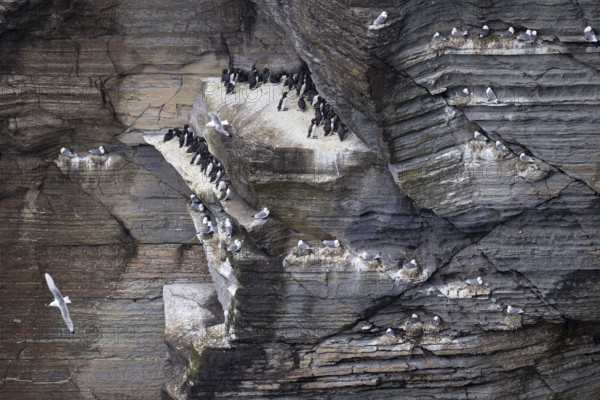 Guillemot (Uria aalge) and kittiwake (Rissa tridactyla), seabird colony in a cliff face, Orkney Islands, Scotland, Great Britain