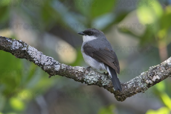 Mangrove Robin (Peneoenanthe pulverulenta leucura), Queensland, Australia, Oceania