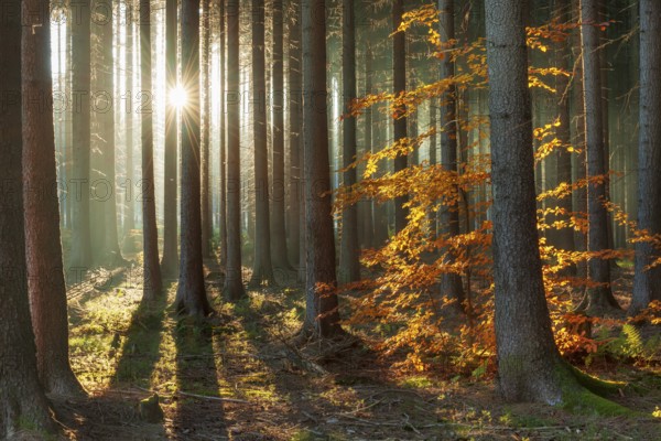 Spruce forest in autumn with fog, sun shining through the tree trunks, beech with autumn leaves, Harz foreland, Saxony-Anhalt, Germany, Europe