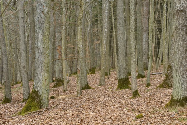 Winter forest with bare trees and leafy ground, Königheim, Main Tauber district, Baden-Württemberg, Germany, Europe