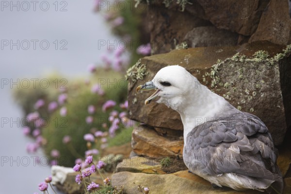 Northern fulmar (Fulmarus glacialis) sitting in a rocky niche in front of a flower-covered grass cushion, Orkney Islands, Scotland, Great Britain
