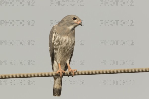 Lizard Buzzard (Kaupifalco monogrammicus), Gambia, Africa