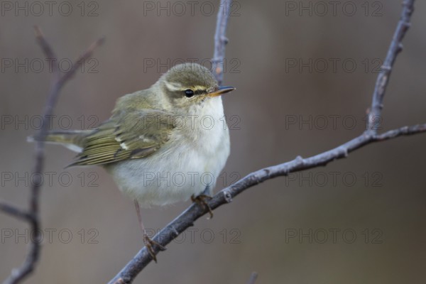 Arctic Warbler - Wanderlaubsänger - Phylloscopus borealis. Russia (Ural)