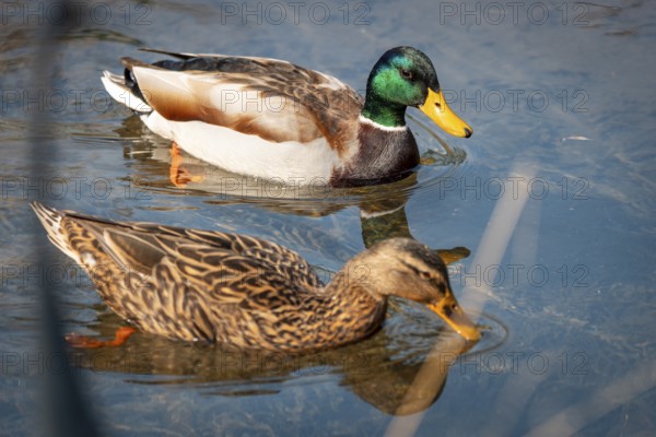 Two mallards (Anas platyrhynchos) swimming in the clear water of a pond, surrounded by natural light, Ternitz Lower Austria, Austria, Europe