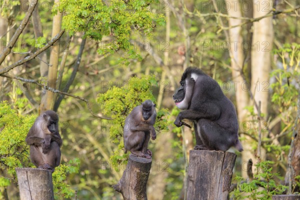 Three Drills (Mandrillus leucophaeus), a male and two females, sit high up on the three stumps of a cut tree and enjoy the early sunlight. A green forest can be seen in the background