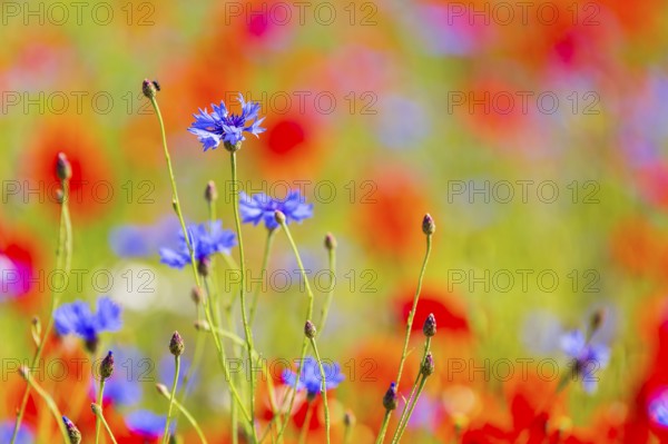 Cornflowers (Centaurea cyanus) in bloom among poppies, Saxon Switzerland, Saxony, Germany, Europe