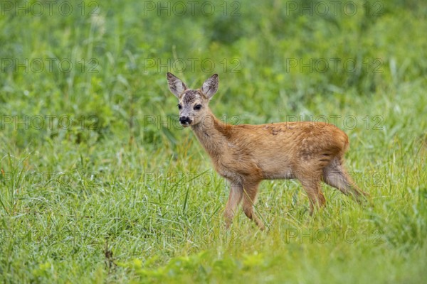 Roe deer (Capreolus capreolus) fawn Germany