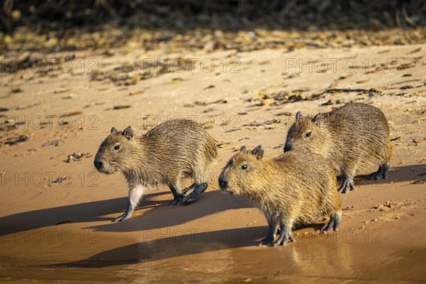 Capybara (Hydrochaeris hydrochaeris) Pantanal Brazil