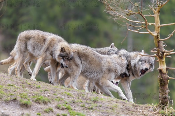 A pack of grey wolves (Canis lupus lupus) playing on a hill and showing social behaviour