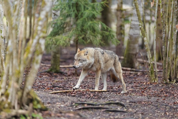 A female grey wolf (Canis lupus lupus) walks across a forest on a cloudy day