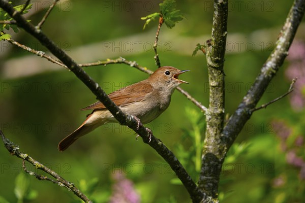 Nightingale (Luscinia megarhynchos) Germany