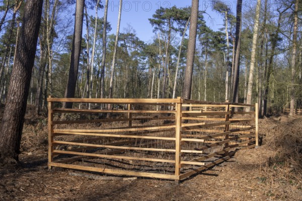 Wooden lattice called reeblock, roe deer block, fence for game browsing protection of young trees in coniferous forest in Belgium