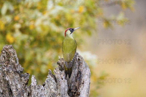 Green woodpecker (Picus viridis) Germany