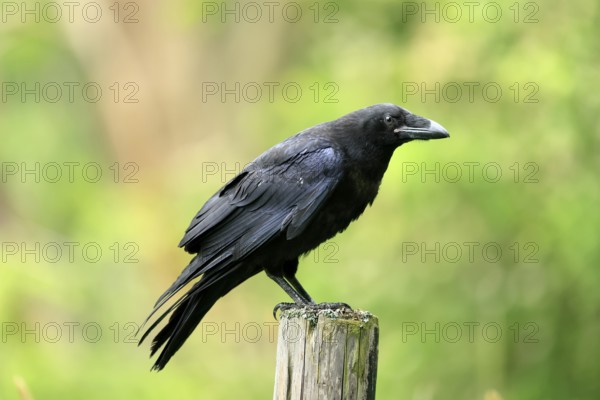 Raven (Corvus corax), adult, in summer, perch, vigilant, Šumava, Czech Republic, Europe