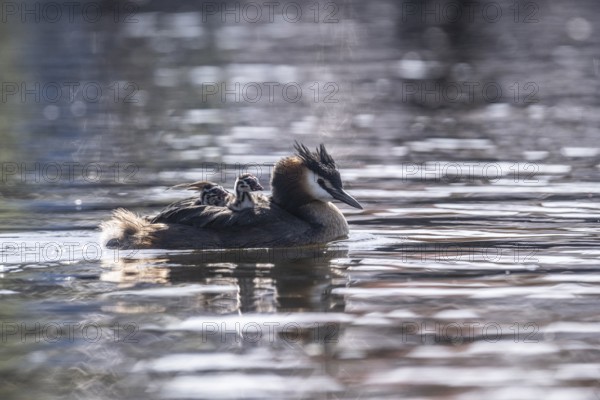 Great Crested Grebe (Podiceps Scalloped ribbonfish) with juveniles, Emsland, Lower Saxony, Germany, Europe