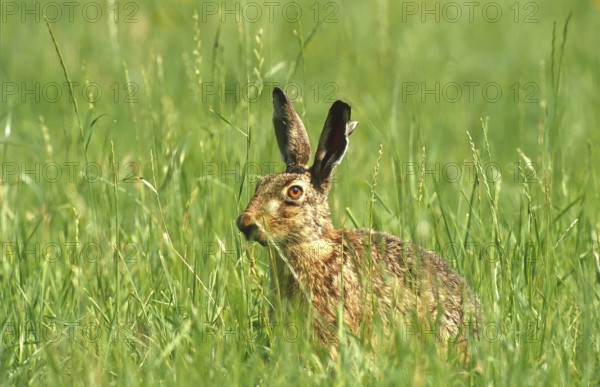 European brown hare (Lepus europaeus) sitting securely in the grass of a meadow, North Rhine-Westphalia, Germany, Europe