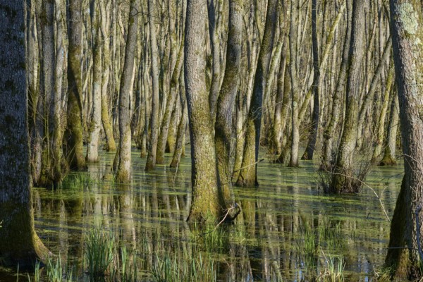 Alluvial forest, trees standing in a greenish marshy water area, alders, spring, nature reserve Rote Lache by Wolfgang, Wolfgang, Hanau, Hesse, Germany, Europe