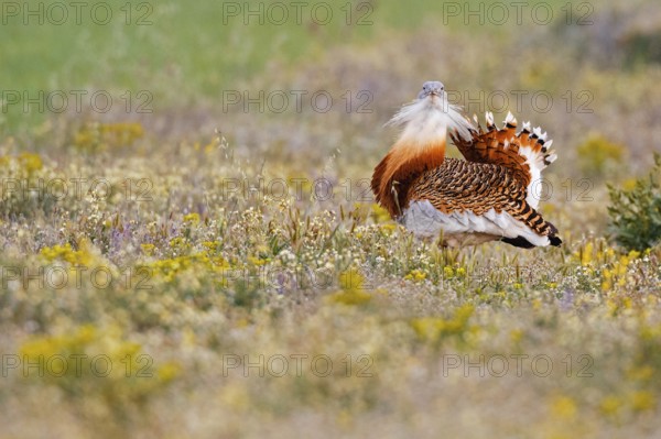 Great Bustard (Otis tarda), Castile, Spain, Europe