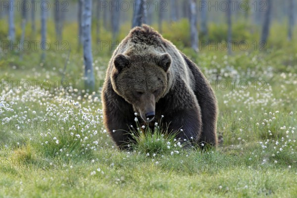 Brown bear walking in forest, morning light. Dangerous animal in nature taiga and meadow habitat. Wildlife scene from Finland near Russian border. Cotton grass bloom around the lake, summer