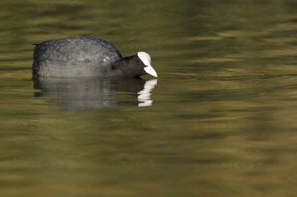 Eurasian Coot (Fulica atra), Asturias, Spain, Europe