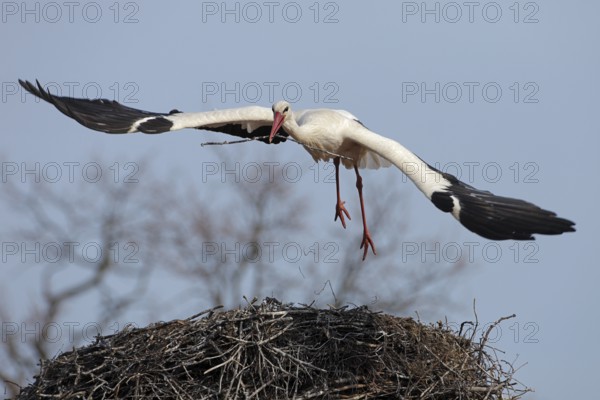 Weissstorch; lat. Ciconia ciconia; Altvogel im Flug mit geklautem Nistmaterial vom Nachbarhorst; Storchendorf Rühstädt