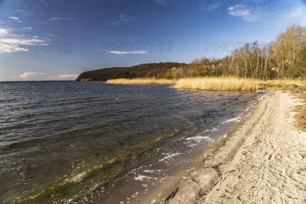 The beach at Lietzow on the Great Jasmund Bodden, Ruegen Island, Mecklenburg-Vorpommern, Germany, Europe