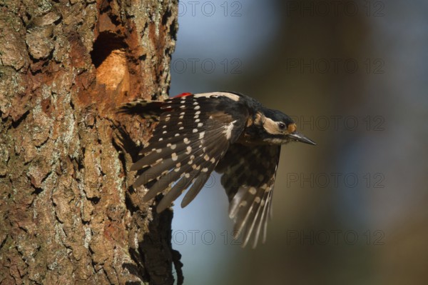 Great Spotted Woodpecker (Dendrocopos major) female leaving nesting hole, Utrecht, Netherlands