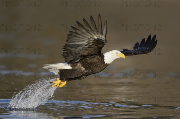 Bald Eagle (Haliaeetus leucocephalus) flying, Alaska, USA, North America