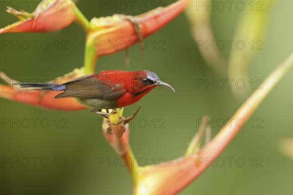 Crimson Sunbird (Aethopyga siparaja) male, Singapore, Asia