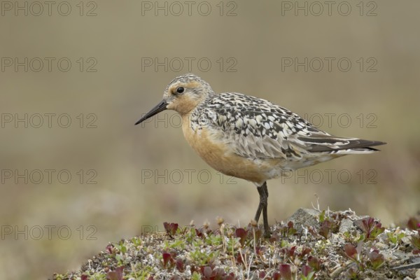 Red Knot (Calidris canutus), Alaska, USA, North America