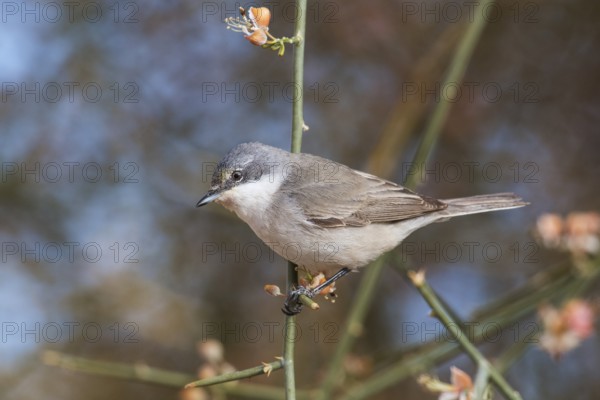 Lesser Whitethroat (Sylvia curruca) perched on a twig, Eilat, Israel, Asia