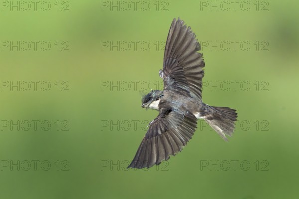 Tree Swallow (Tachycineta bicolor) flying, Colorado, USA, North America