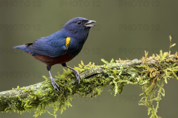 Chestnut-bellied Euphonia (Euphonia pectoralis) perched on a branch in the Atlantic Rainforest of Brazil