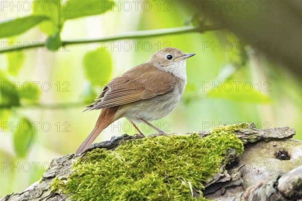 Nightingale (Luscinia megarhynchos) Germany