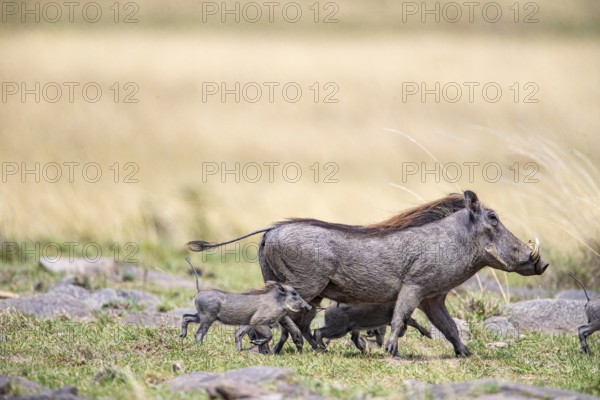 Warthog (Phacochoerus aethiopicus) Masai Mara Kenya