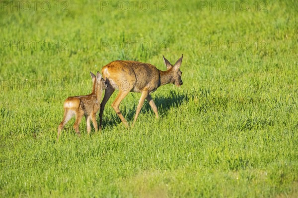 Roe deer (Capreolus capreolus) doe with fawn Germany