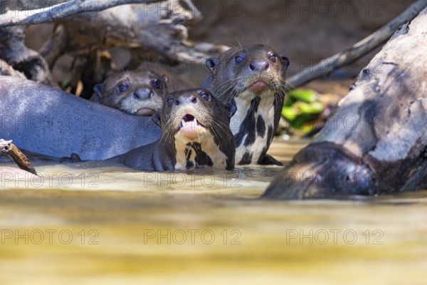 Giant otter (Pteronura brasiliensis) Pantanal Brazil