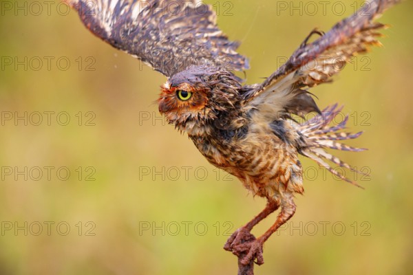 Burrowing owl (Speotyto cunicularia) Pantanal Brazil