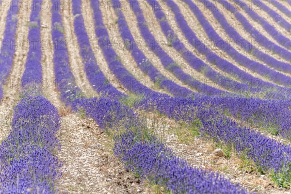Lavender fields (Lavandula) listed in the inventory of intangible cultural heritage in France. Sault, Ventoux South, Carpentras, Vaucluse, Provence Alpes Cote d'Azur, France, Europe