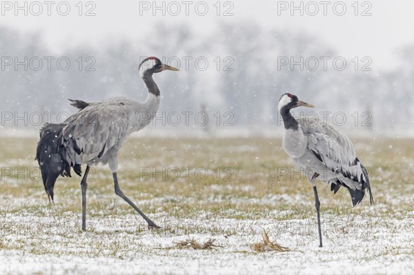 Common crane (Grus grus), also Eurasian crane, migratory bird, resting bird, breeding bird, pair, male and female in a snowdrift, Middle Elbe Biosphere Reserve, Saxony-Anhalt, Germany, Europe