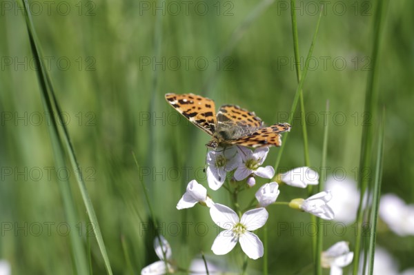 Land carat (Araschnia levana), butterfly, spring generation, meadow foamwort, orange, macro, The butterfly is sitting on the flower of the meadow foamwort