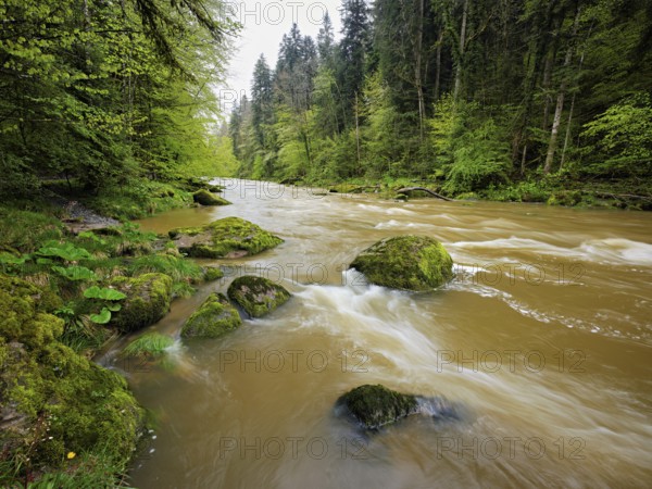 European beech trees shedding leaves, in the foreground moss-covered stones on the river Sihl, Sihlsprung, Menzingen, Canton Zug, Switzerland, Europe